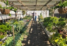 Walking Around Grandfolia’s World of Plants