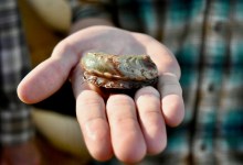 Science Pub: Reviving Abalone, California’s Heritage Seafood