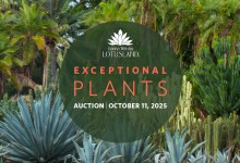 Exceptional Plants Auction!