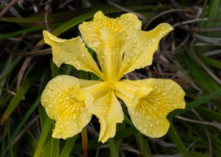 Rooted in Santa Barbara