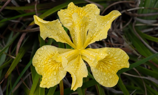 Rooted in Santa Barbara