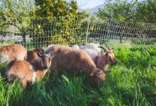 Regenerative Farm Tour in Ojai