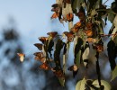 Only Two Butterflies Recorded at Goleta’s Ellwood Mesa 