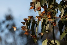 Santa Barbara Asked to Count Monarch Butterflies