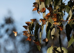 Santa Barbara Asked to Count Monarch Butterflies