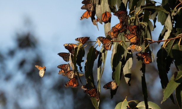 Only Two Butterflies Recorded at Goleta’s Ellwood Mesa 