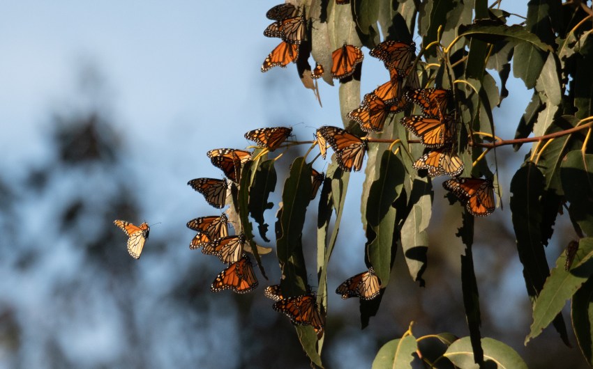 Only Two Butterflies Recorded at Goleta’s Ellwood Mesa 