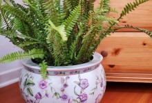 Happy, Healthy Houseplants