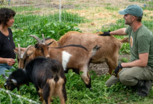 Goat Care Workshop