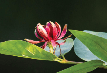 Designing with Water Wise Native Plants