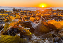 Kelp Forests Are Connected to Local Beach Ecosystems