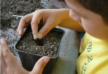 Pathfinders: Super Seeds