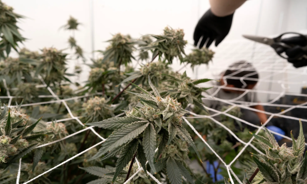 California’s Marijuana Industry Gets a Break Under New Law Suspending Tax Hike