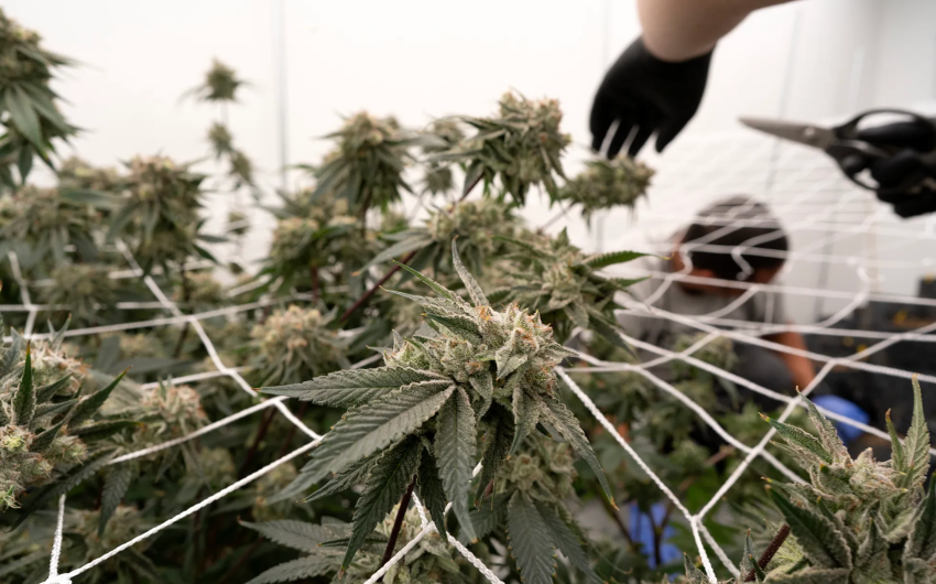 California’s Marijuana Industry Gets a Break Under New Law Suspending Tax Hike