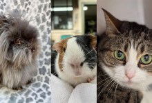 Midnight, Jazz, and Dani