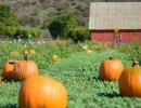 Zellers Farm Pumpkin Patch