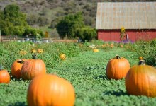 Zellers Farm Pumpkin Patch