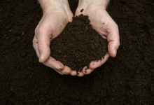 Online Presentation: Lessons from Lotusland: “Earth Matters!”