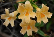 Program on Native Plants