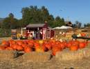 Lane Farms Pumpkin Patch
