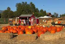 Lane Farms Pumpkin Patch