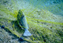 Gillnets Get Death Knell Around Channel Islands