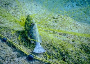 Gillnets Get Death Knell Around Channel Islands
