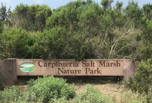 Carpinteria Salt Marsh Herb Walk