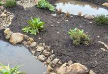 Talk: Rain Gardening