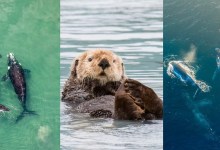 Defending Marine Mammals, Endangered Species, and Also Yourself