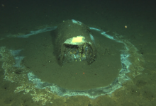 What’s Causing Eerie Halos Around Barrels on Ocean Floor?