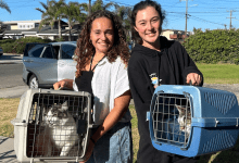 C.A.R.E.4Paws Creating Pet Refuge for Domestic Violence Victims