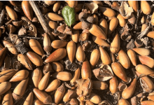 Pathfinders: From Acorns to Oaks