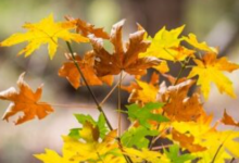 Anticipating Rain: Autumn’s Subtle Beauty with Carol Bornstein