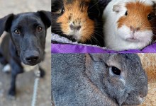Sadie, Roo & Roxie, and Gracie