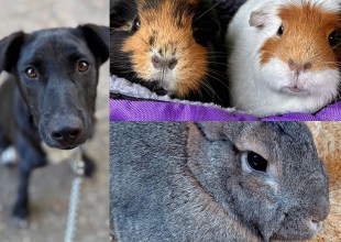 Sadie, Roo & Roxie, and Gracie