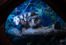 Howls & Owls: The Case of the Missing Morsels