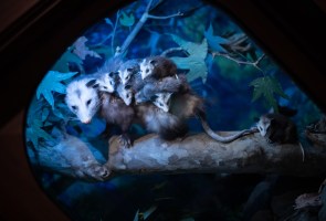 Howls & Owls: The Case of the Missing Morsels