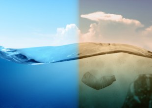 Recent Historic Agreements May Save Our Oceans