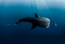 Wild and Free Film Festival