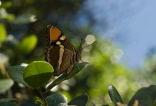 Habitat Gardening with California Native Plants