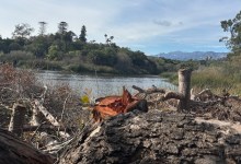 Flora Fatality: Unknown Assailant Chops Trees at Lake Los Carneros in Goleta 