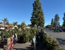 Troop 37 Christmas Tree Lot