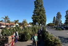 Troop 37 Christmas Tree Lot