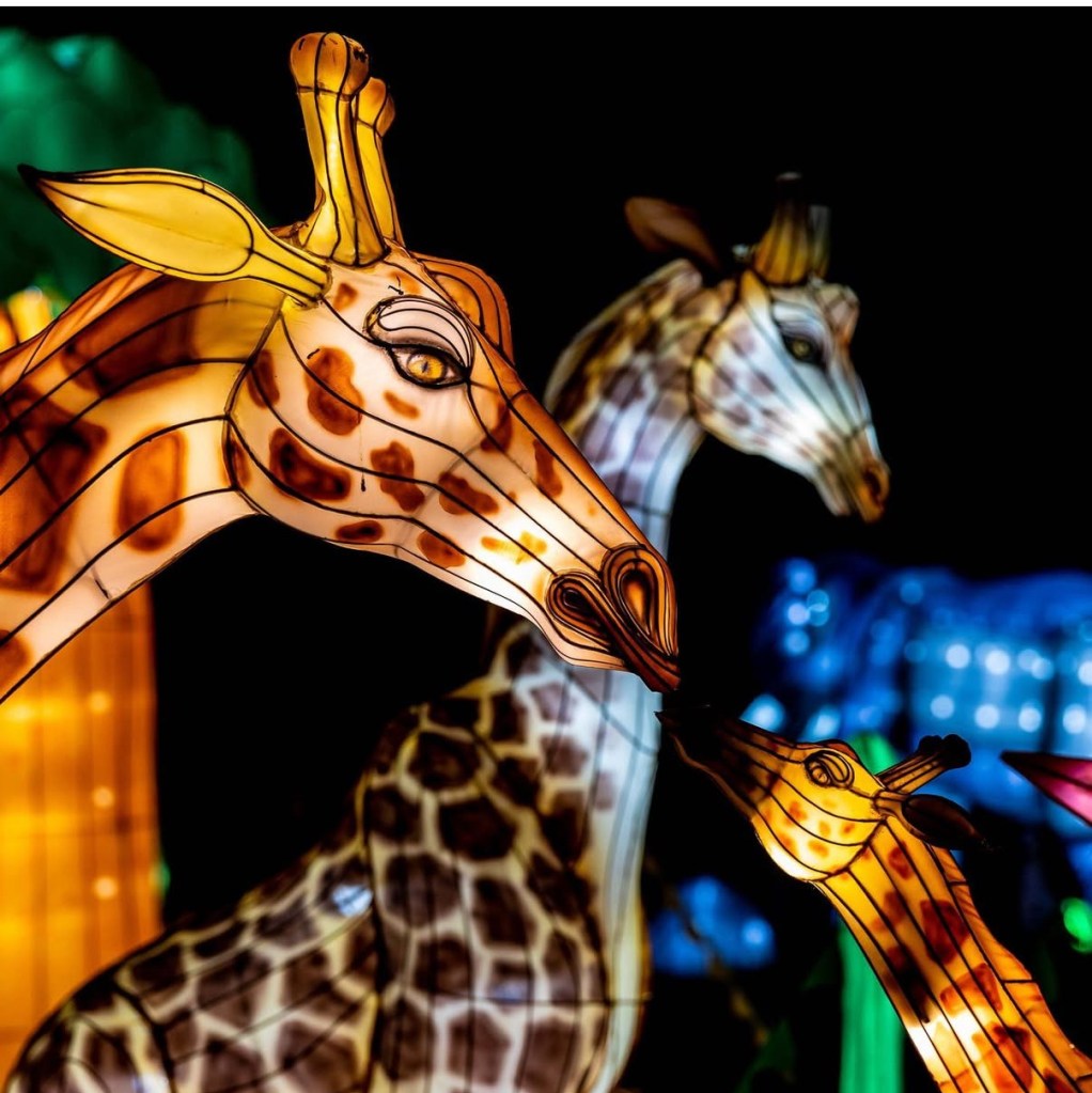 Embrace the Magic of the Holidays at ZooLights 2025, Santa Barbara’s Brightest Holiday Tradition!