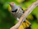 A Year in the Life of North American Woodpeckers