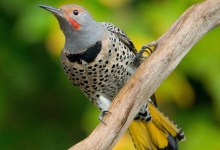 A Year in the Life of North American Woodpeckers