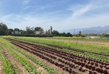 Coastal Commission Approves Controversial Rezones of Carpinteria Ag Land