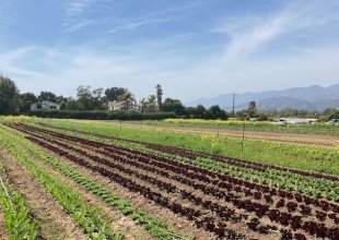 Coastal Commission Approves Controversial Rezones of Carpinteria Ag Land