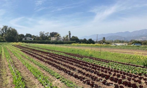 Coastal Commission Approves Controversial Rezones of Carpinteria Ag Land